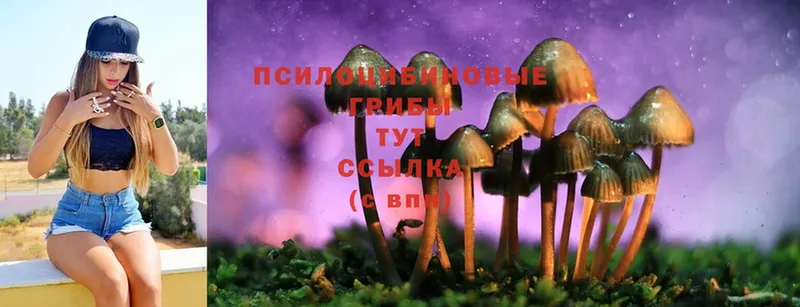 Псилоцибиновые грибы Psilocybe  Аксай 